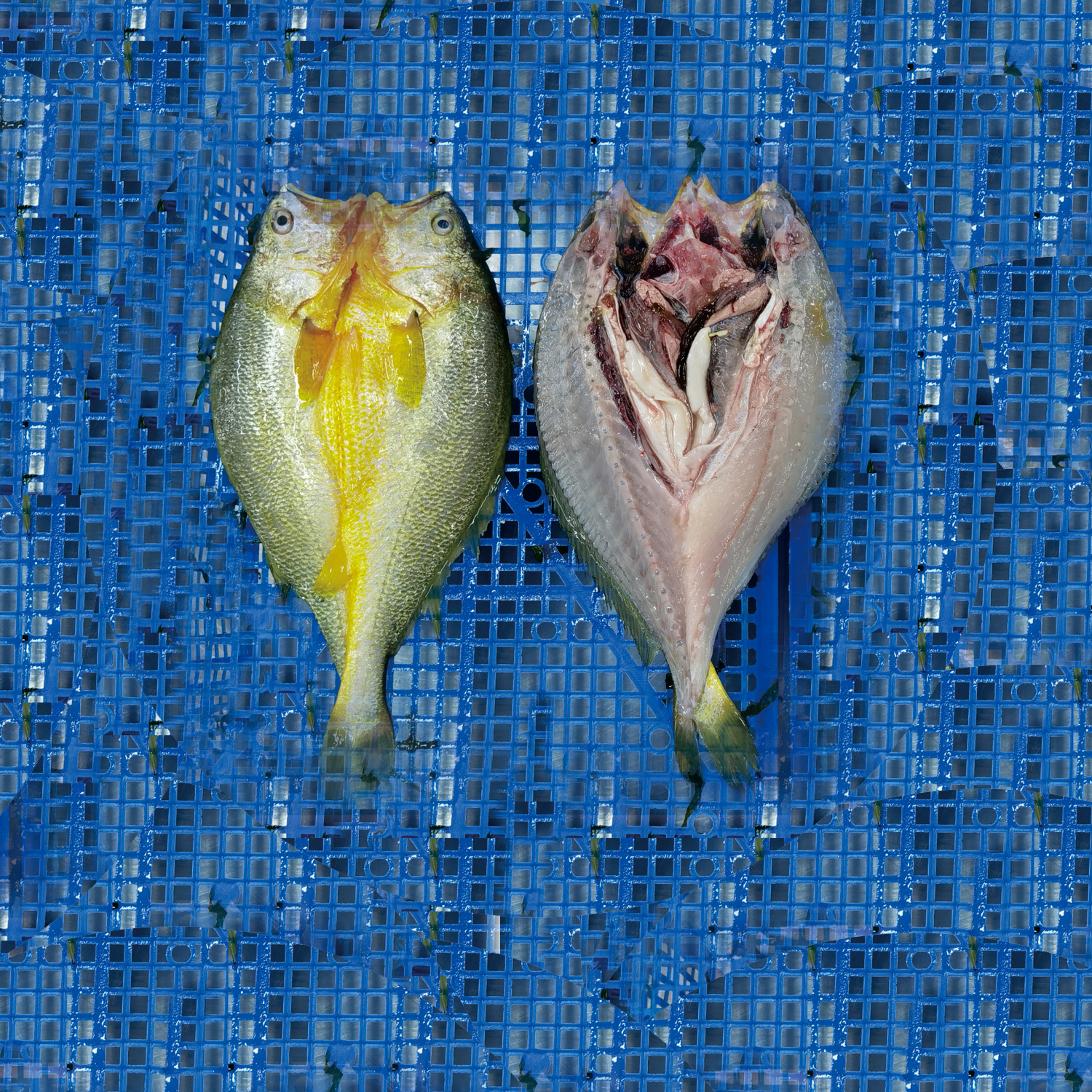 Spanish mackerel opening machine large yellow croaker opening machine black fish opening machine sim
