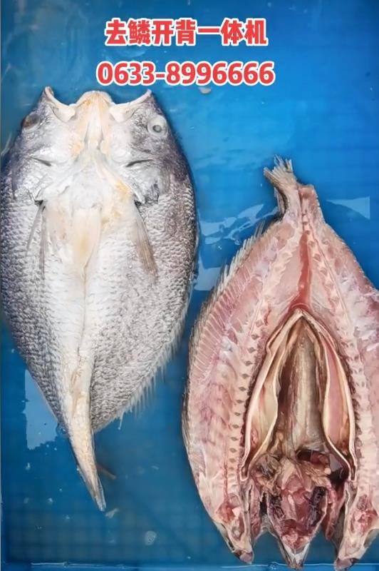 Open back machine, automatic multi-functional commercial fish killing machine, large yellow croaker,