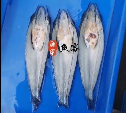 Icefish open back