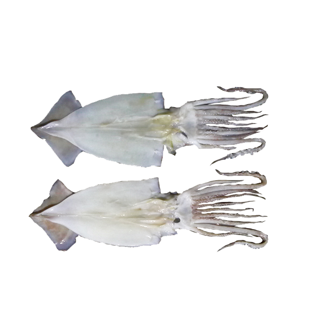 Cut the squid in the middle