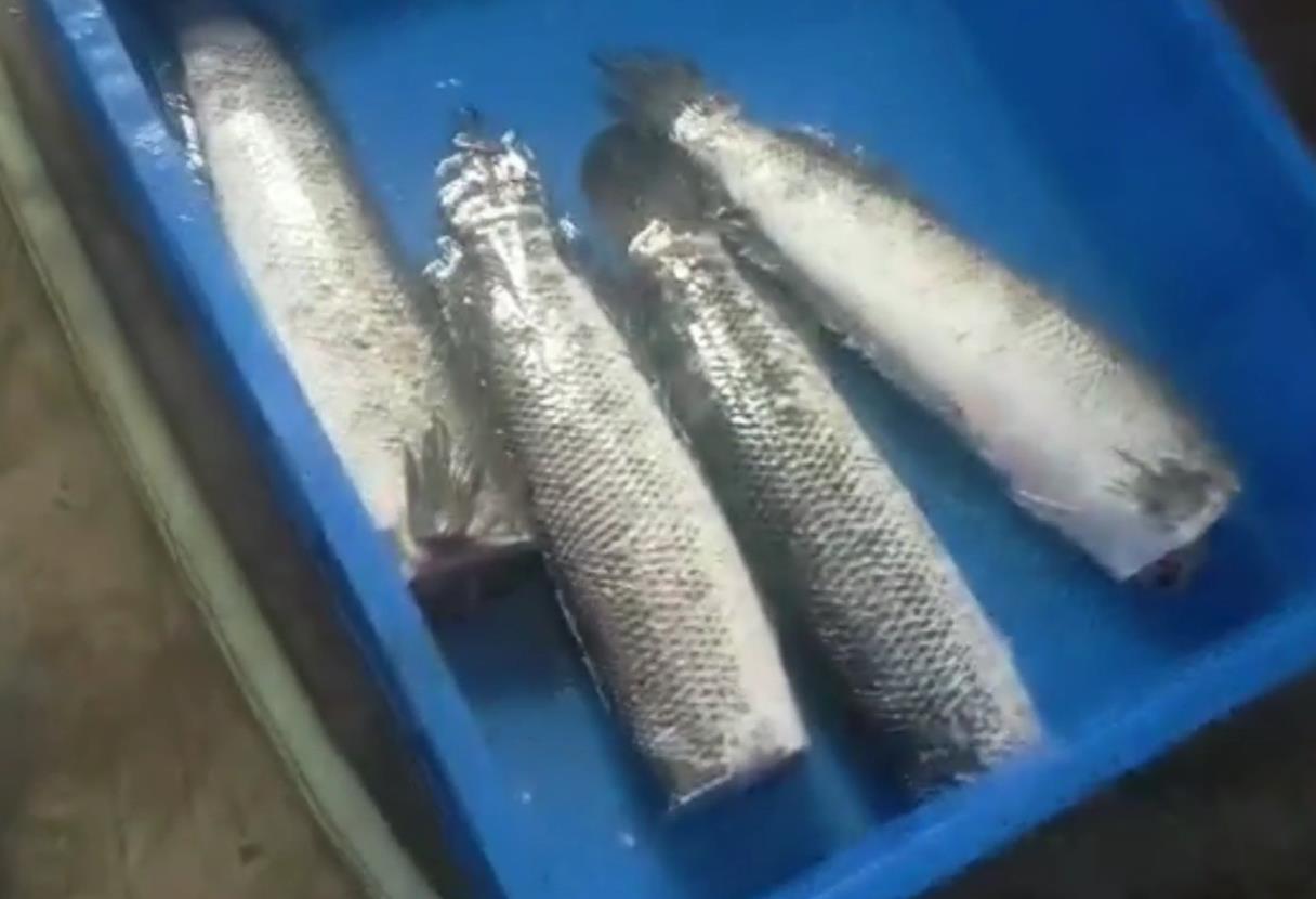 Fish cutting head video real straight shot fish cutting head machine