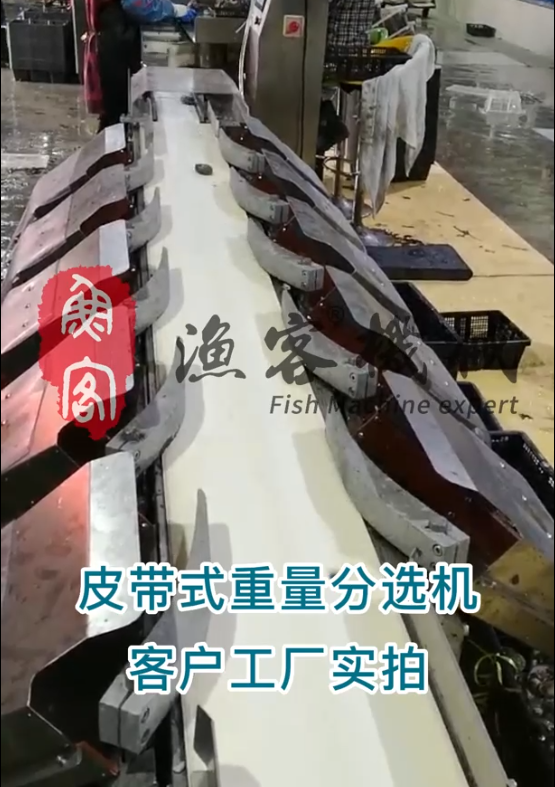 Belt type weight sorter customer factory shot video