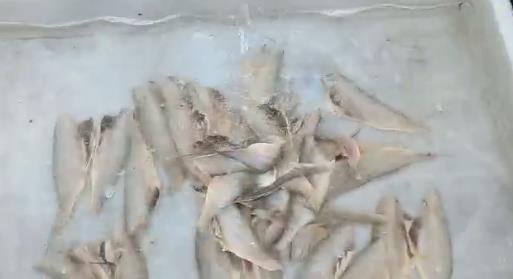 Small yellow croaker to the middle bone three pieces of open test machine video