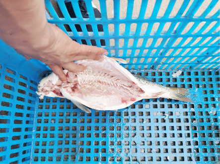 Fish gutting machine video